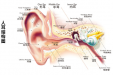 【爱耳日科普小知识】关爱听力健康 聆听精彩未来