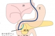 【特色技术】ERCP手术-经内镜逆行胰胆管造影术