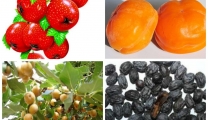 【健康科普】“石”从口入-植物性胃结石